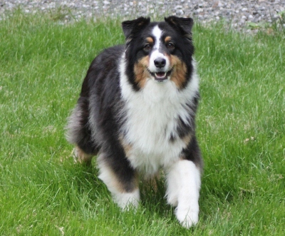 A guest in the kennel yard.