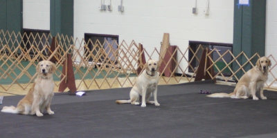 Guests in the kennel's indoor play area.