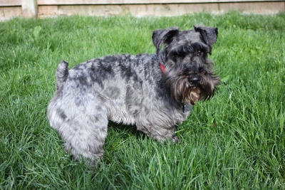 A guest in the kennel yard.